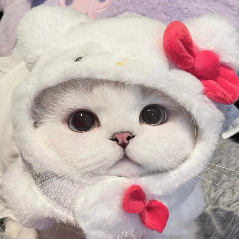 Katze niedlich Cartoon dekorativ lustig Katze Kopfbedeckung Katze